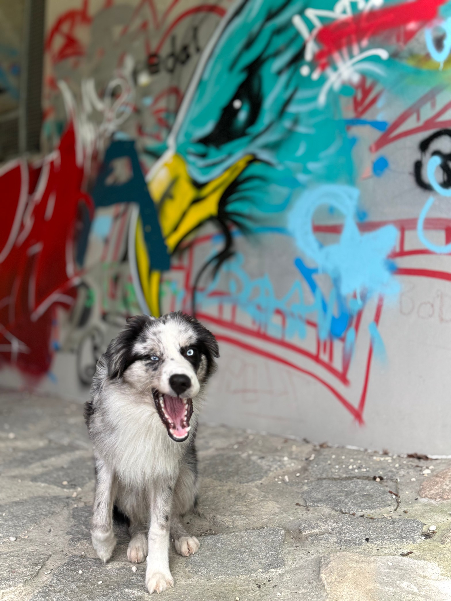 Licky Fits Magenprobleme Hund Hund leckt Wand Hund leckt Boden/Teppich IBD Hund