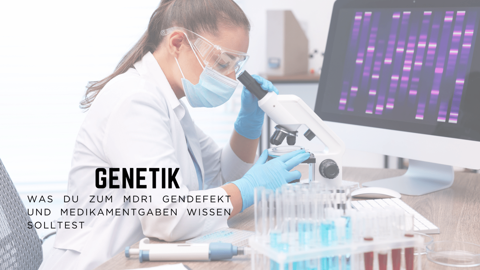 MDR1, MDR1 Gendefekt, Australian Shepherd, Genmutation, Medikamentenunverträglichkeit