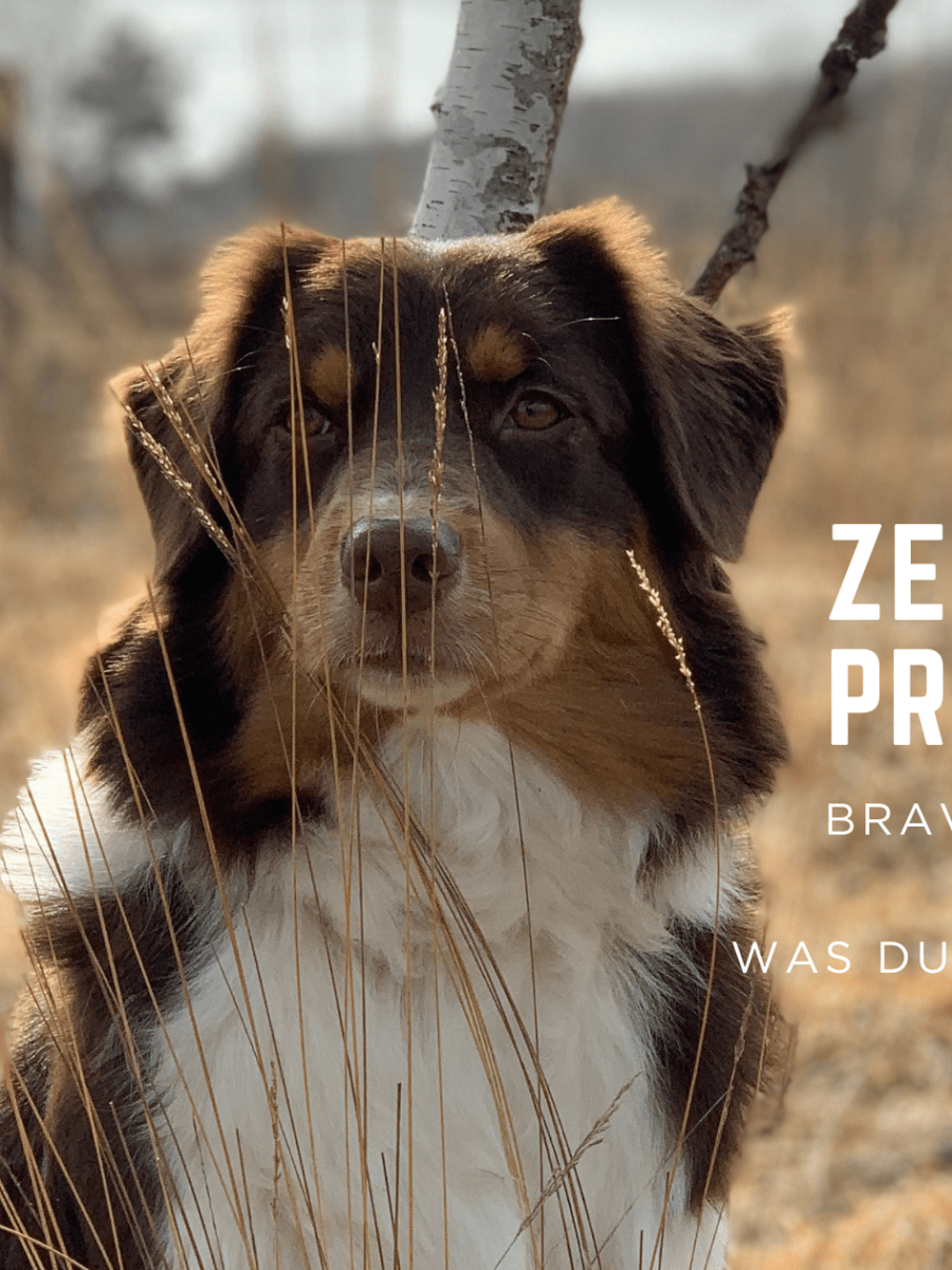 Zeckenprophylaxe – Bravecto, Simparica und&nbsp;Co.