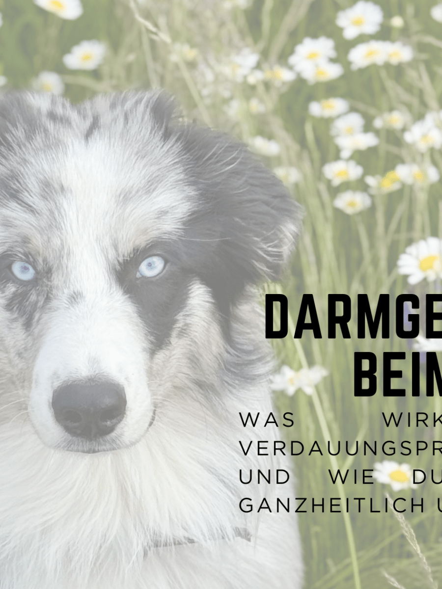 Darmgesundheit beim Hund: Was wirklich hinter Verdauungsproblemen steckt und wie du deinen Hund ganzheitlich&nbsp;unterstützt
